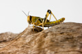 Desert Locust