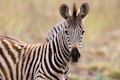 Burchell's Zebra Foal