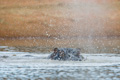 Hippo Spray
