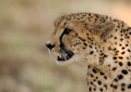 Cheetah Profile