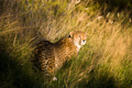 Cheetah Grasslands