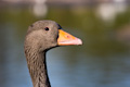 Greylag Goose Head