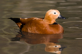 Ruddy Shelduck Tadorna ferruginea