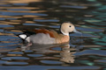 Ringed Teal Callonetta leucophrys