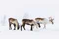 Reindeer Grazing in the Snow