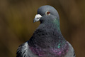 Feral Pigeon
