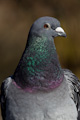 Feral Pigeon