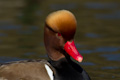 Red-crested Pochard Netta rufina