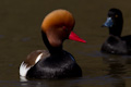 Red Crested Pochard Netta rufina