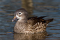 Female Mandarin Duck