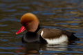 Red-crested Pochard Netta rufina