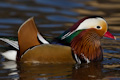 Colourful Mandarin Drake