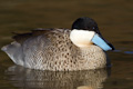 Puna Teal Anas puna